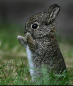 Super cute bunny